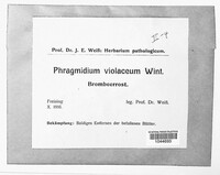 Phragmidium violaceum image